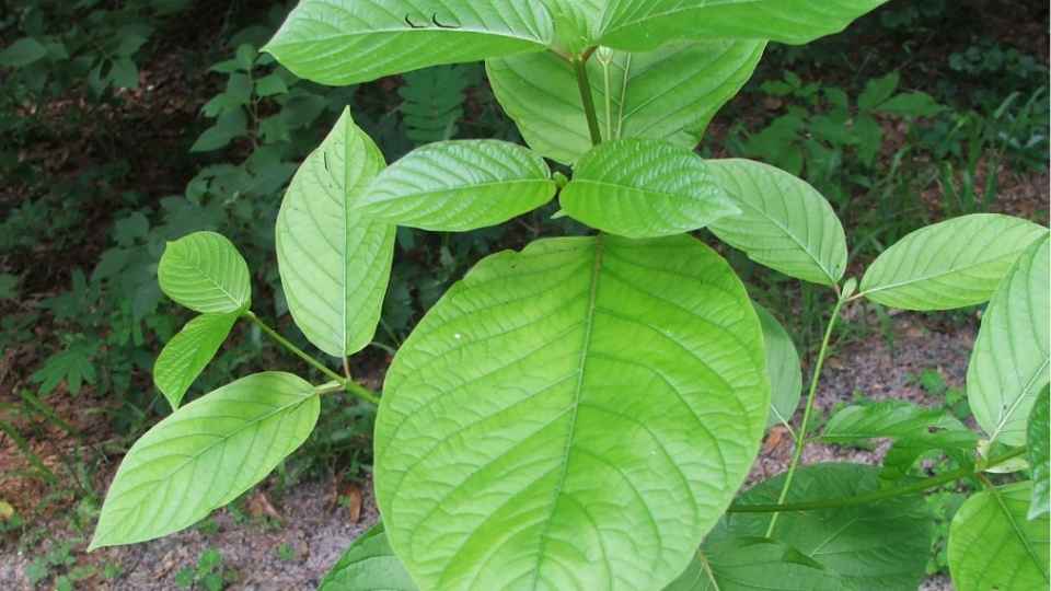 Kratom Side Effects can include nausea, dry mouth, loss of appetite and more.