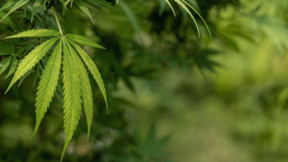 is marijuana addictive hero image of a marijuana leaf seen outdoors.