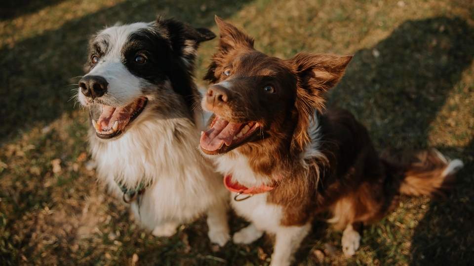 What Is Xylazine it is a veterinary medicine for dogs.