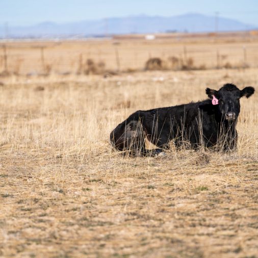 Ranching Cows in Holden, Utah